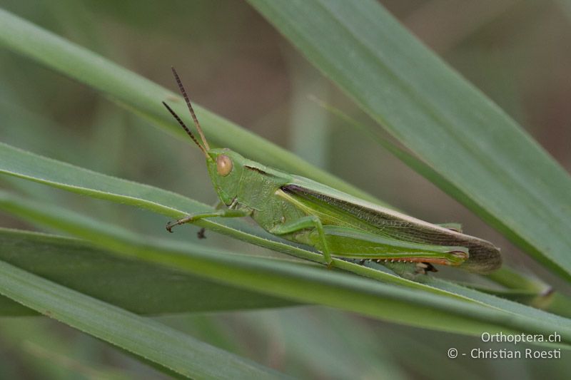 Paracinema tricolor bisignata ♂ - FR, Arles, 09.07.2014