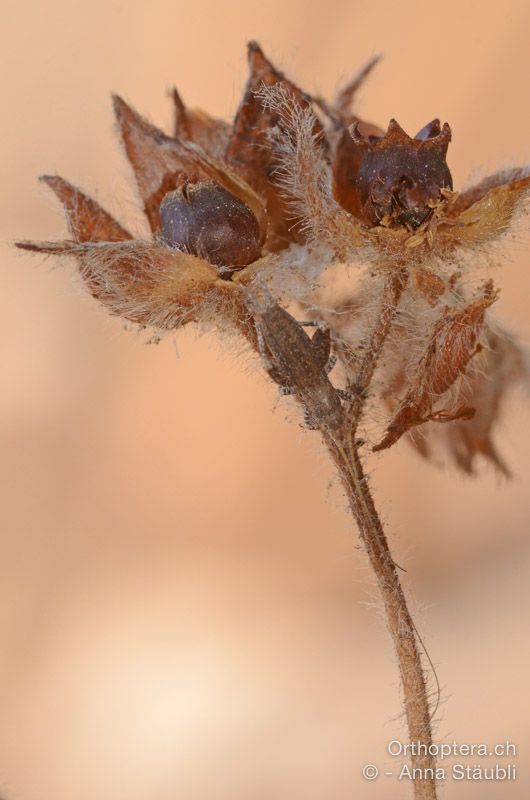 Arachnocephalus vestitus - HR, Istrien, Premantura, 22.07.2015