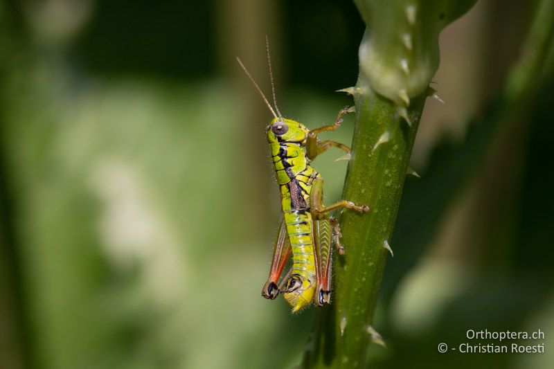 Pseudopodisma fieberi ♂ - RU, Banat, Bonțești, 08.07.2020