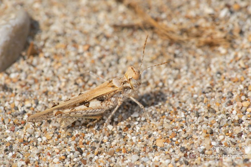 Acrotylus longipes ♂ - GR, Epirus, Preveza, 21.06.2024