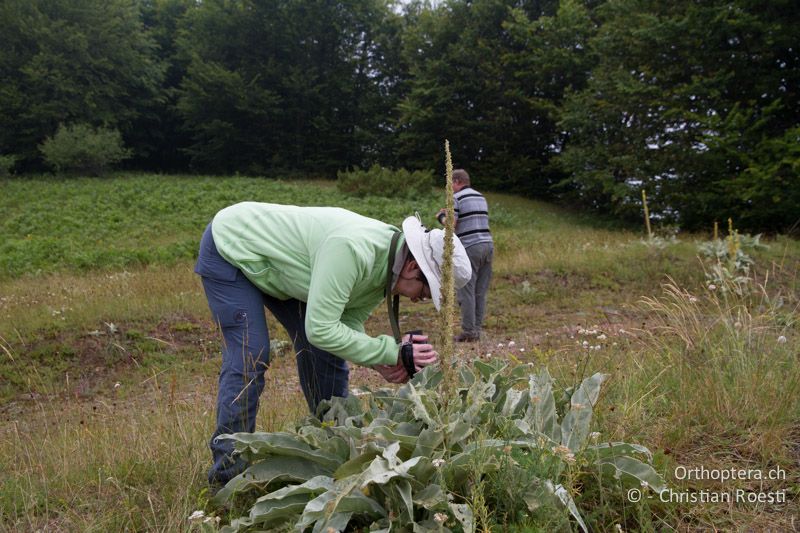 Königskerze mit rund 50 Buntschrecken - GR, Westmakedonien, Mt. Vernon, 10.07.2013