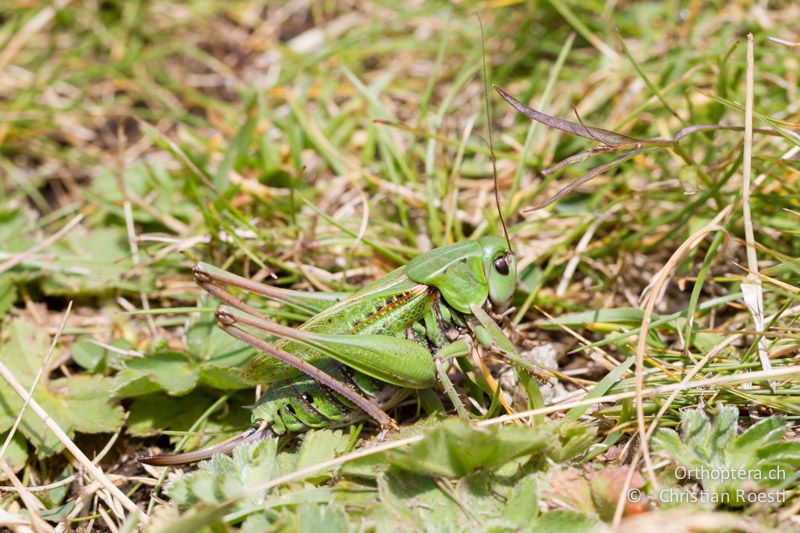 Decticus verrucivorus ♀ - CH, VS, Riederalp, 03.08.2011