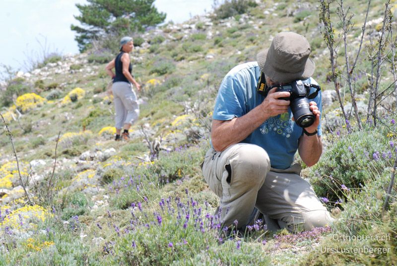 Blütenpolster am Pic des Mouches, ein Paradies für Fotografen - FR, Col des Portes, 06.07.2014