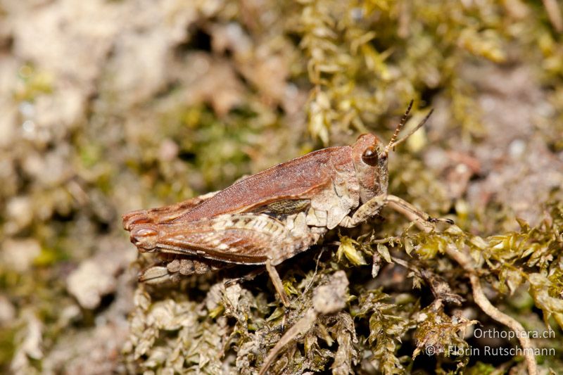 Tetrix undulata ♀ - CH, TG, Lengwiler Weiher, 11.04.2011