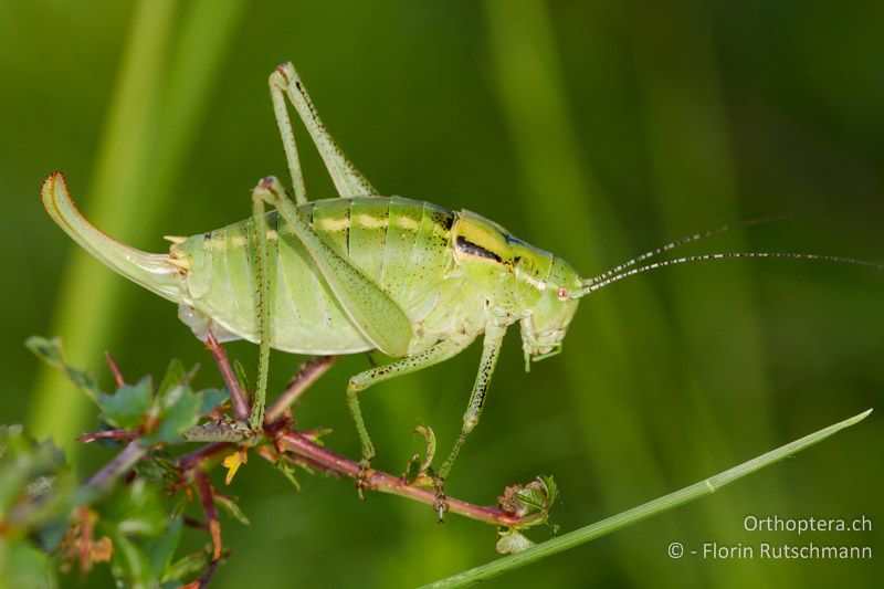 Poecilimon ornatus ♀ - HR, Istien, Mt. Učka, 11.06.2014