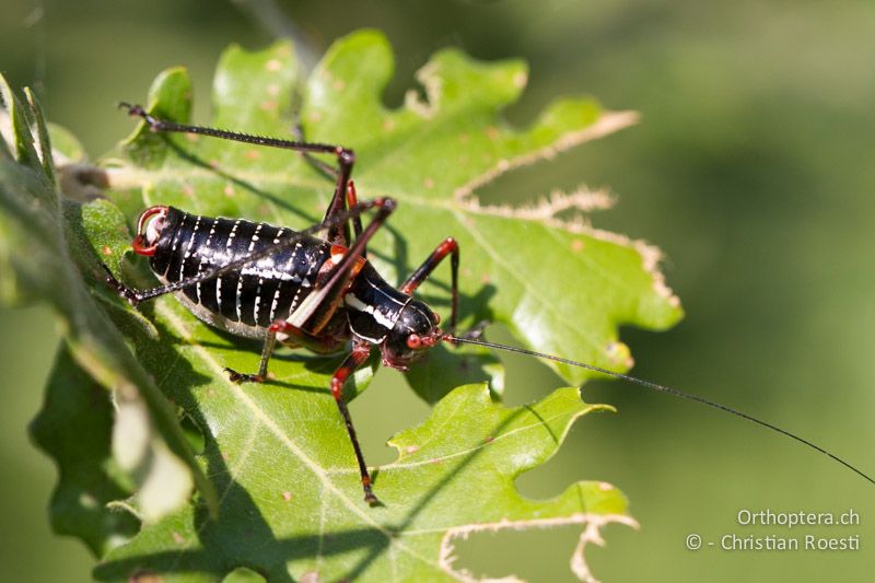 Barbitistes ocskayi ♂ - HR, Istrien, Prodol, 03.06.2014