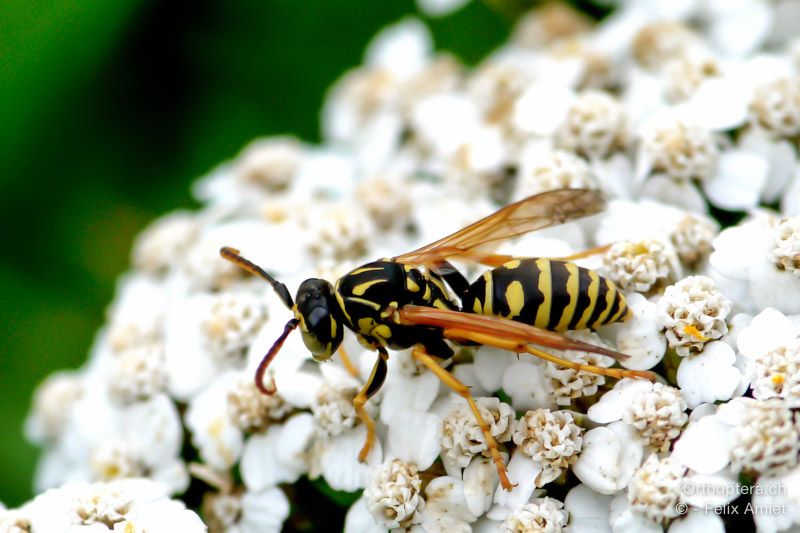 Feldwespe, Polistes biglumis - HR, Istrien, Račja Vas, Dol, 24.07.2015