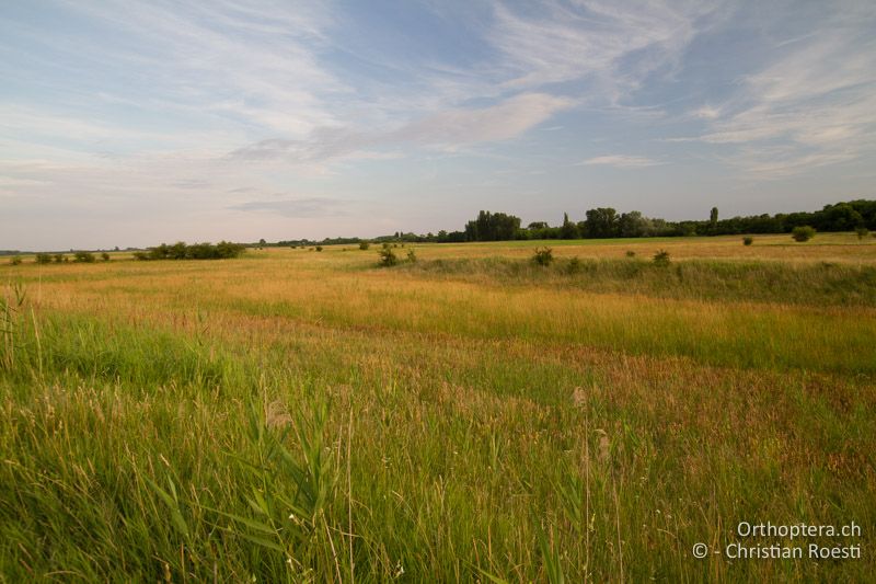 Feuchte Wiese mit unterschiedlich hohen Strukturen. Hier lebt Chorthippus dichrous zusammen mit Gampsocleis glabra - HU, Bács-Kiskun, Fülöpháza, 08.07.2017