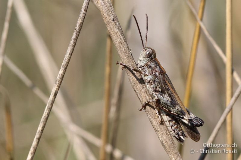 Epacromius coerulipes ♂ - AT, Burgenland, Oggau am Neusiedlersee, 15.09.2016