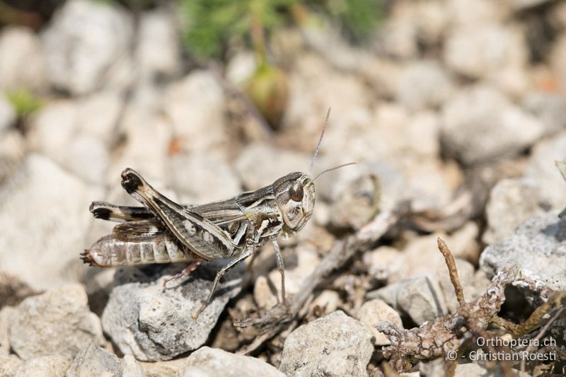 Stenobothrus graecus ♀ - BG, Chaskowo, Matochina, 09.07.2018