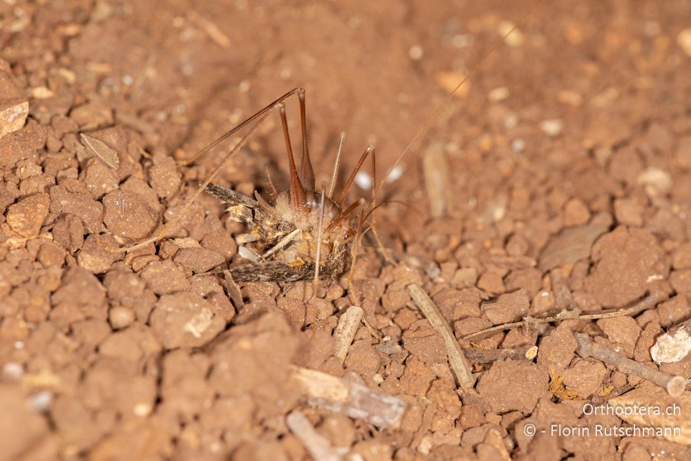 Dolichopoda pavesii ♀ Nymphe frisst an einem toten Nachtfalter - GR, Ionische Inseln, Kefalonia, 13.06.2024