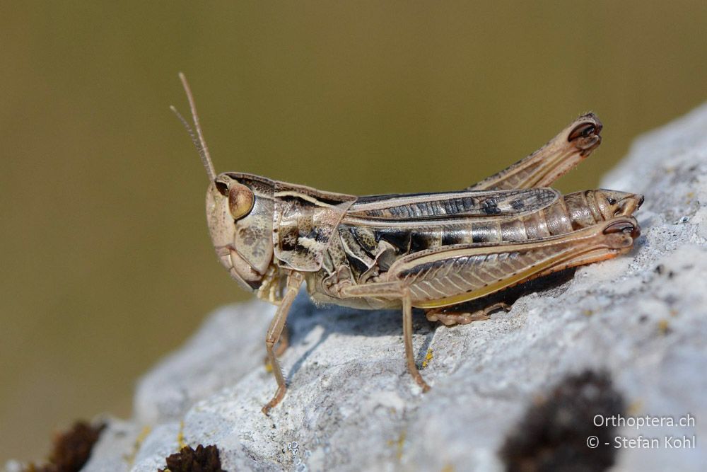 Stenobothrus nigromaculatus ♀ - HR, Istrien, Mala Učka, 20.07.2015