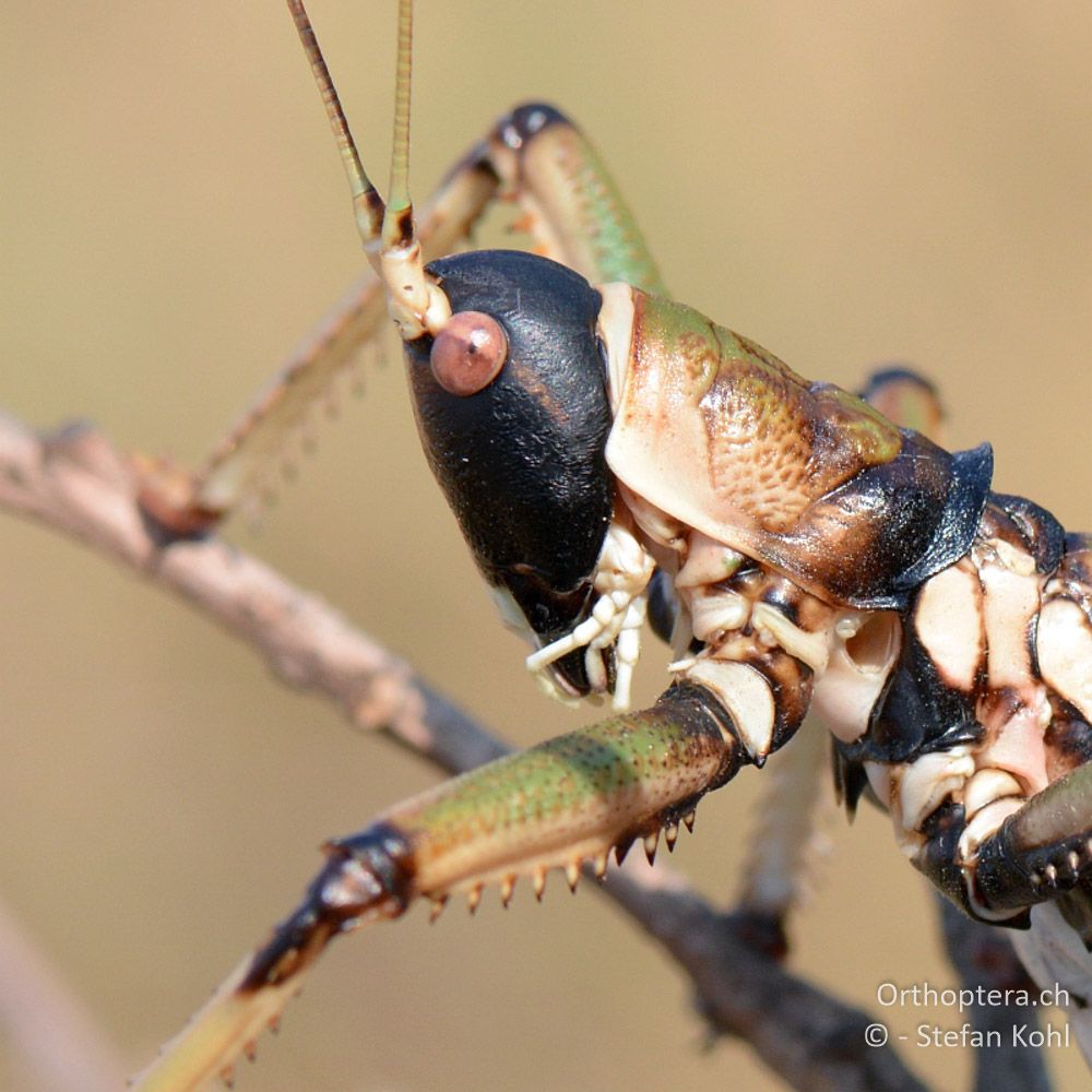 ♀ der Balkan-Sägeschrecke (Saga natoliae) - GR, Zentralmakedonien, Mt. Hortiatis, 04.07.2013