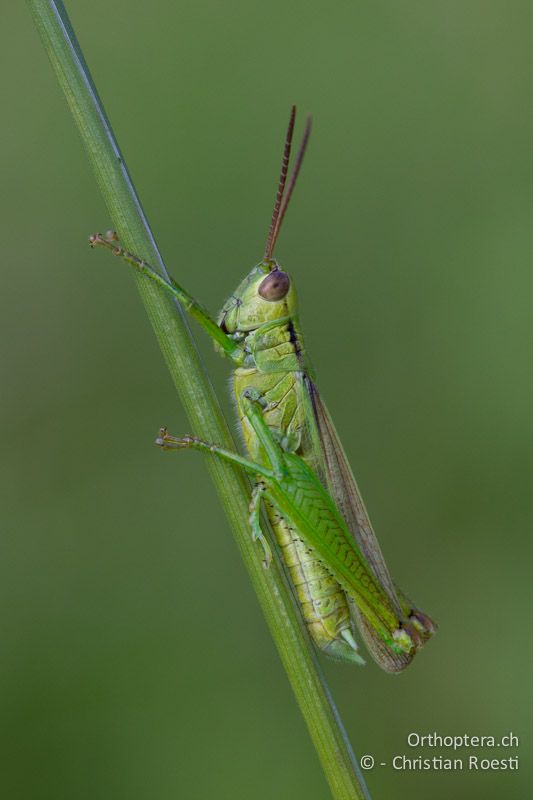 Mecostethus parapleurus ♂ - CH, BL, Diegten, 14.08.2013