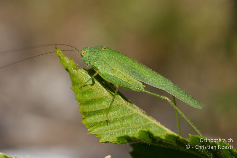 Phaneroptera nana ♂ - CH, TI, Mt. Caslano, 02.09.2013