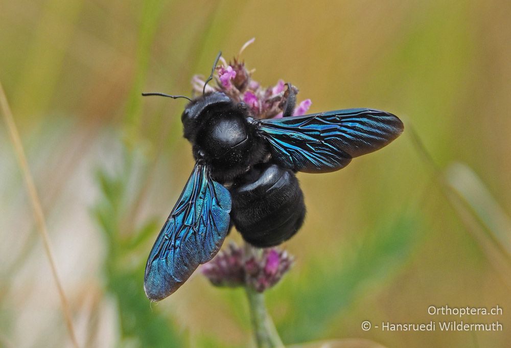 Xylocopa violacea - HR, Istrien, Račja Vas, Dol, 24.07.2015