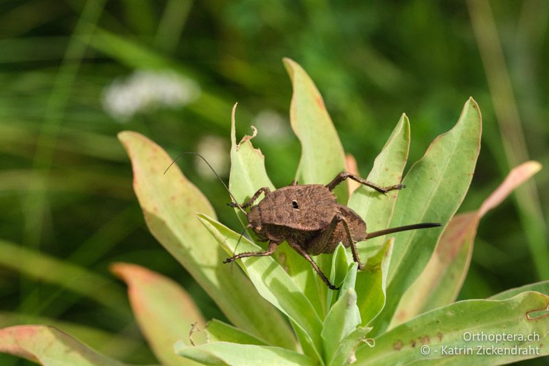 Onconotus servillei, weibliche Nymphe