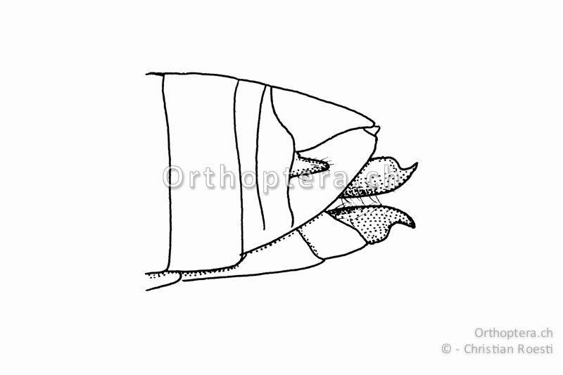 Hinterleibsende von Omocestus rufipes ♀.