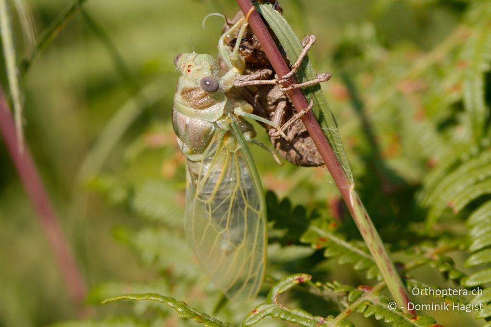 Frisch geschlüpfte Singzikade Cicada cf. orni - Bei Tyria, 12.07.2011