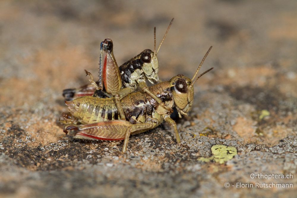 Paarung der winzigen, flügellosen Oropodisma macedonica - Smixi, 14.07.2012