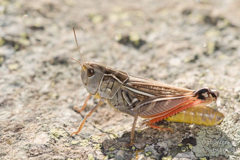 Arcyptera microptera ♀ - GR, Westmakedonien, Mt. Varnous, 12.07.2017