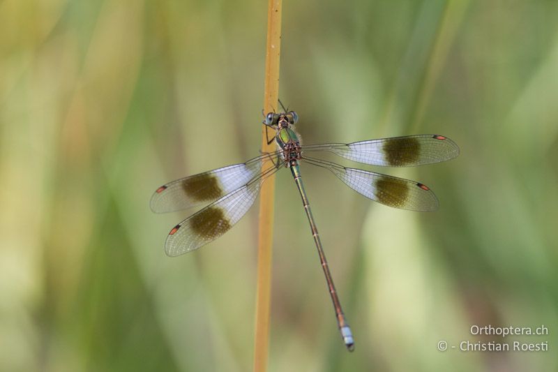 Chlorolestes fasciatus, Mountain Malachite ♂ - SA, Mpumalanga, Dullstroom, Field & Stream Lodge, 13.01.2015