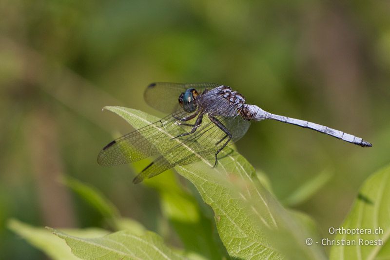 Orthetrum sp. ♂ - SA, Nort West, Rustenburg, Magaliesberg, 14.01.2015