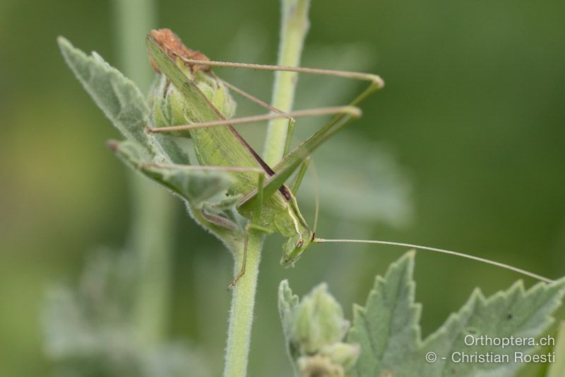 Tylopsis liliifolia ♂ - HR, Istrien, Bijele Zemljel, 25.07.2015