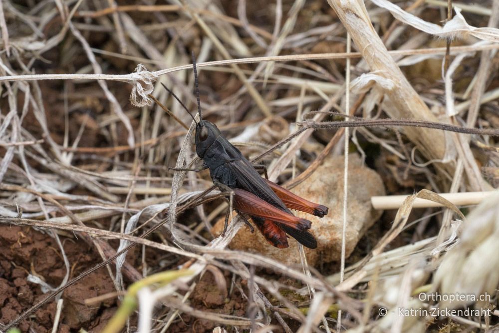 Omocestus rufipes, ein sehr schön gefärbtes ♂ - HR, Istrien, Mutvoran, 20.06.2016