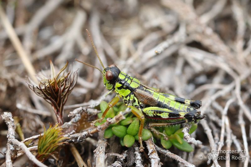 Miramella carinthiaca ♂ - AT, Kärnten, Reichenfels, 16.09.2016