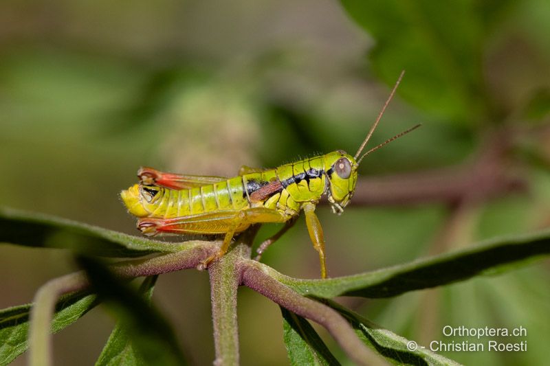 Pseudopodisma fieberi ♂ - HR, Dalmatien, Otric, 01.08.2022