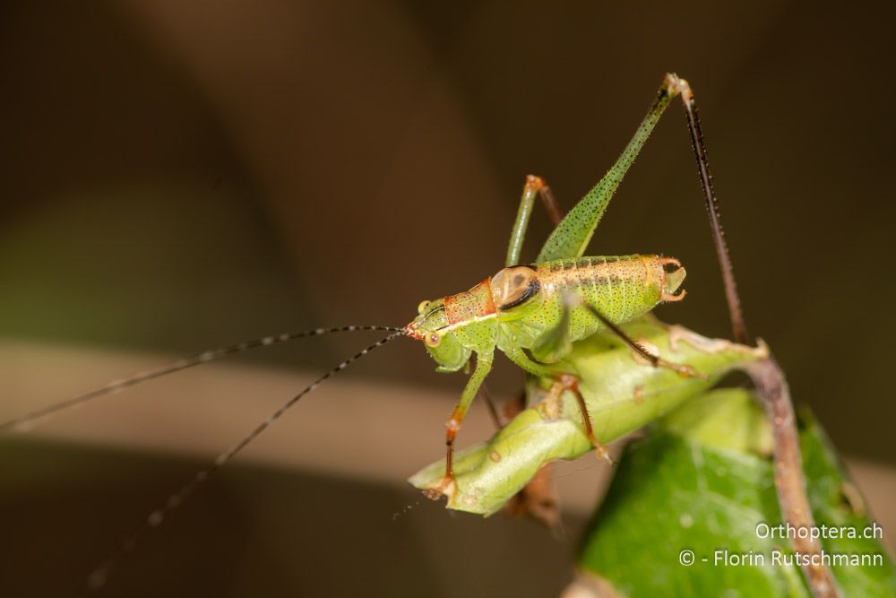 Leptophyes punctatissima ♂ - GR, Ionische Inseln, Lefkada, 10.06.2024