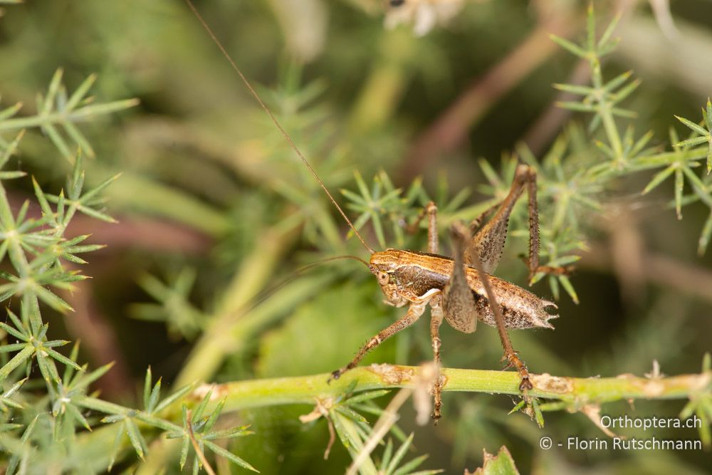 Rhacocleis germanica ♂ - GR, Ionische Inseln, Lefkada, 10.06.2024