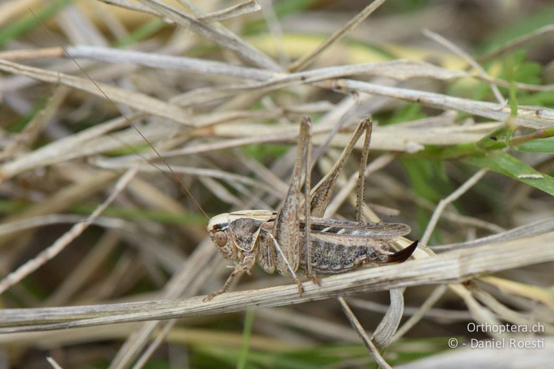 Platycleis tessellata ♀ - FR, Camargue, St. Gilles, 10.07.2014