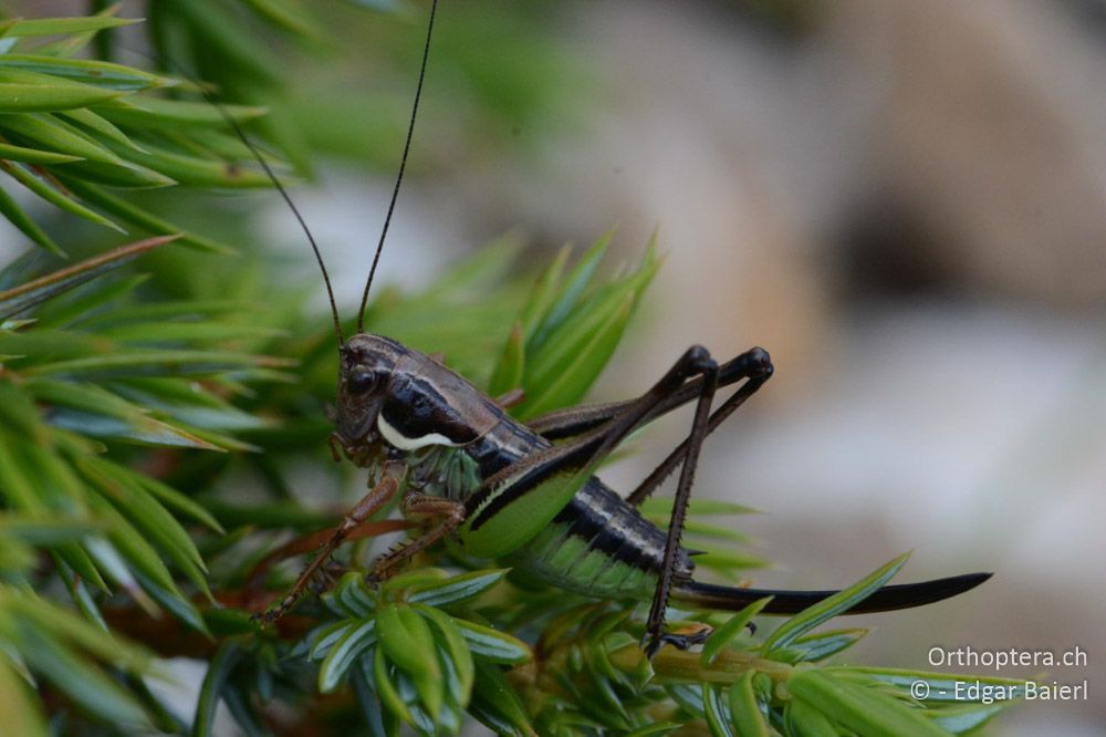 Anterastes serbicus ♀ im letzten Larvenstadium - BG, Blagoewgrad, Bergwiese bei Pass nach Pirin, 12.07.2018