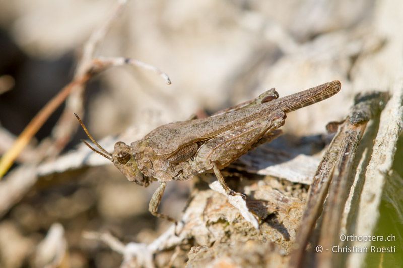 Tetrix ceperoi ♂ - CH, VD, Cudrefin, 06.09.2013