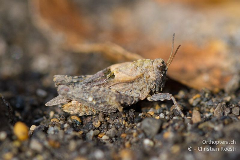 Tetrix depressa ♀ - FR, Hautes-Alpes, Rochbrune, 27.10.12