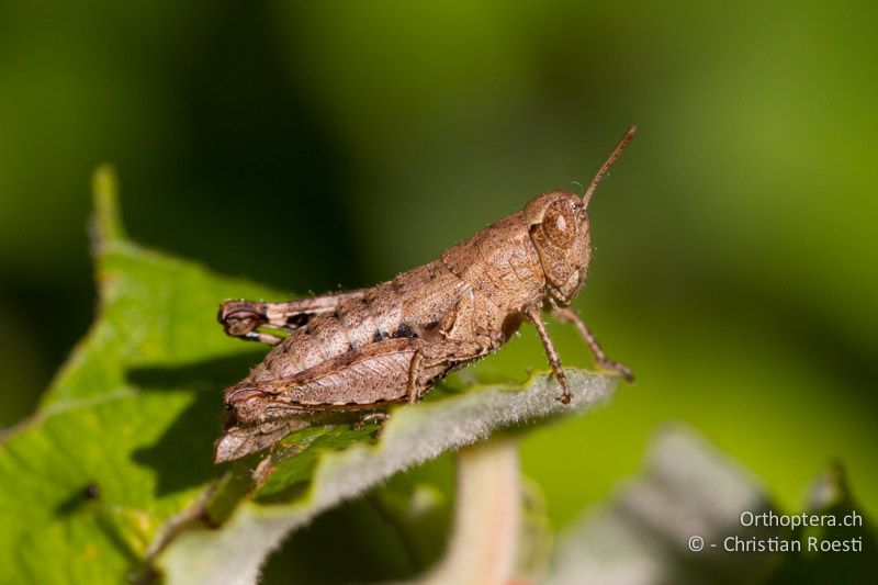 Pezotettix giornae ♀ - CH, TI, Arzo, 02.09.2013