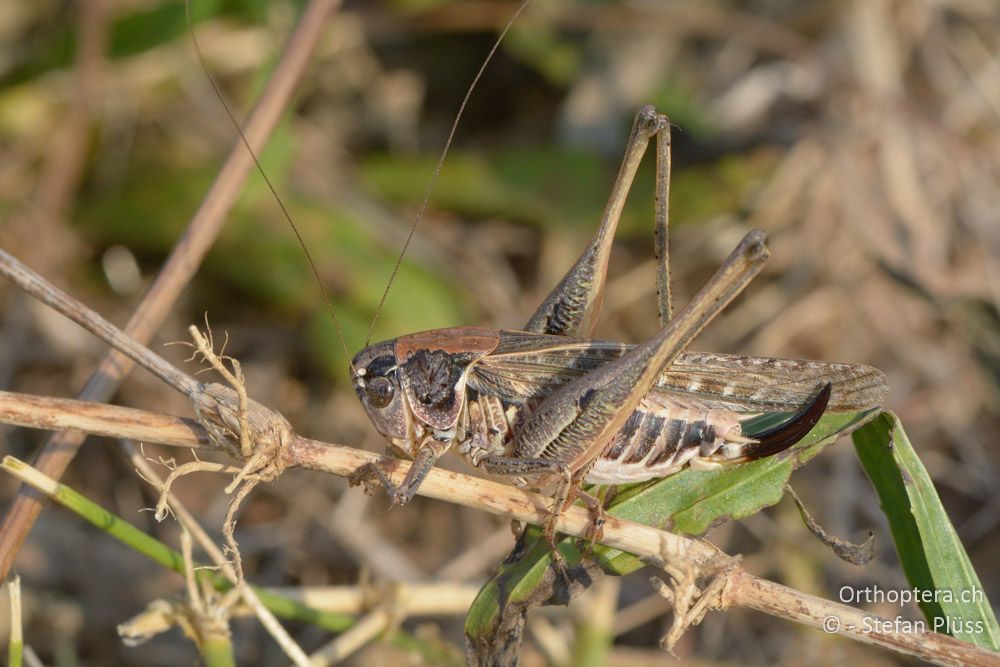 Platycleis romana ♀ - HR, Istrien, Boljunsko Polje, 20.07.2015