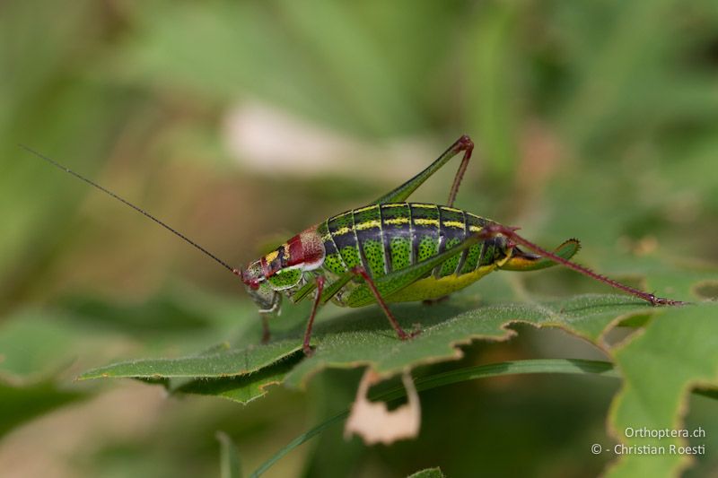 Isophya speciosa, Weibchen. Gorica, 12.05.2012 (Thanks Dragan Chobanov for the help)