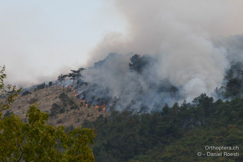 Waldbrand - HR, Istrien, Brestova, 23.07.2015