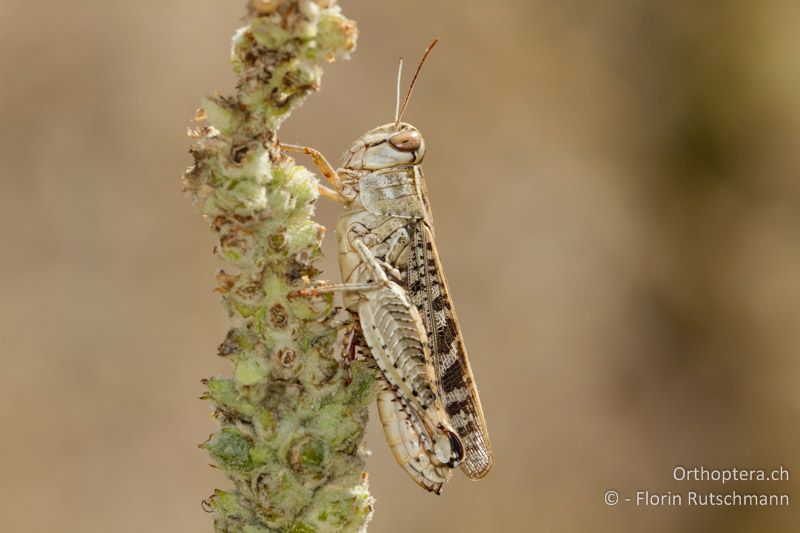 Calliptamus italicus ♀ - GR, Epirus, Igoumenitsa, 08.07.2012