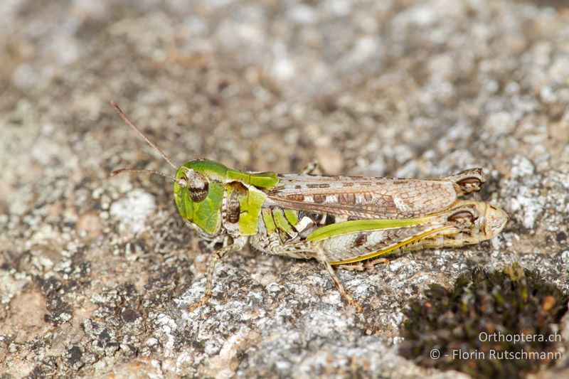 Myrmeleotettix maculatus ♀ - GR, Ostmakedonien, Rhodopen, 25.07.2013