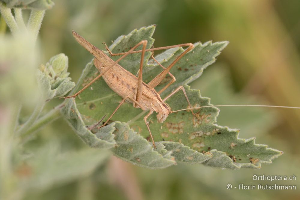 Tylopsis liliifolia ♀ - HR, Istrien, Motovun, 25.07.2015