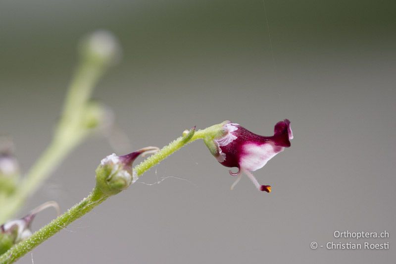 Blüte der Hunds-Braunwurz (Scrophularia canina) - IT, Friaul-Julisch Venetien, Codroipo, 28.05.2014