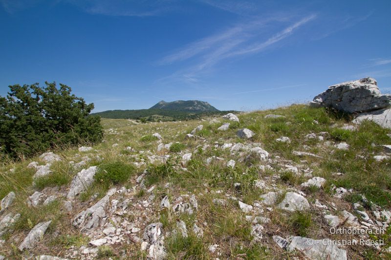 Idealer Lebensraum von Prionotropis hystrix hystrix und Brachpieper - HR, Istrien, Učka, 01.06.2014