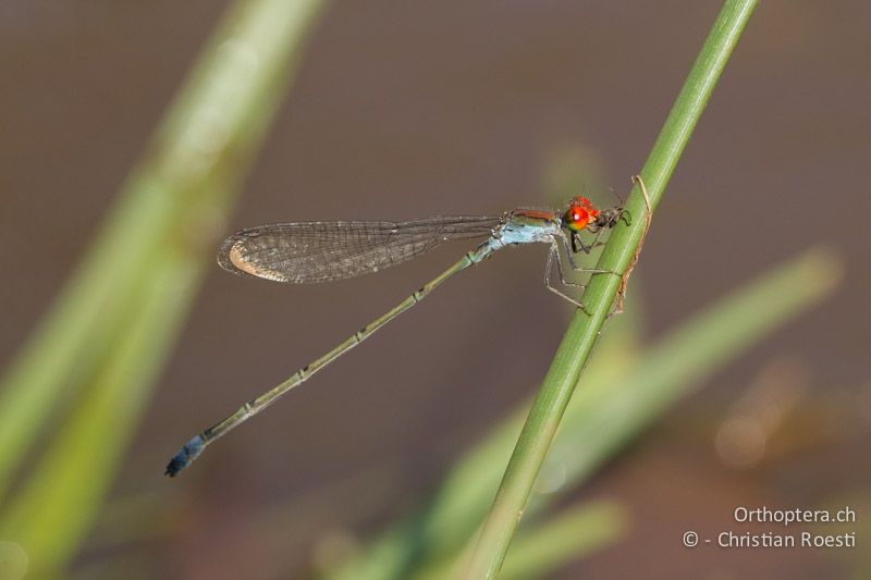 Pseudagrion vaalense, Vaal Sprite - SA, Limpopo, Mutale, Pafuri River Camp, 04.01.2015