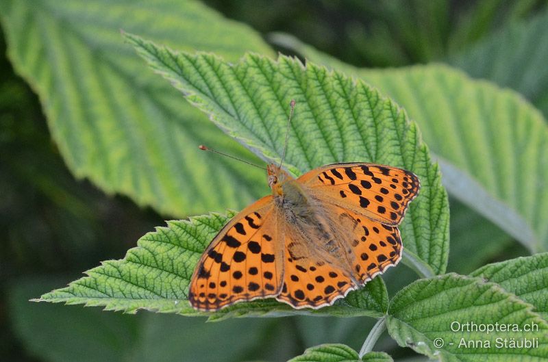 Kleiner Perlmutterfalter (Issoria lathonia) - HR, Istrien, Mala Učka, 20.07.2015