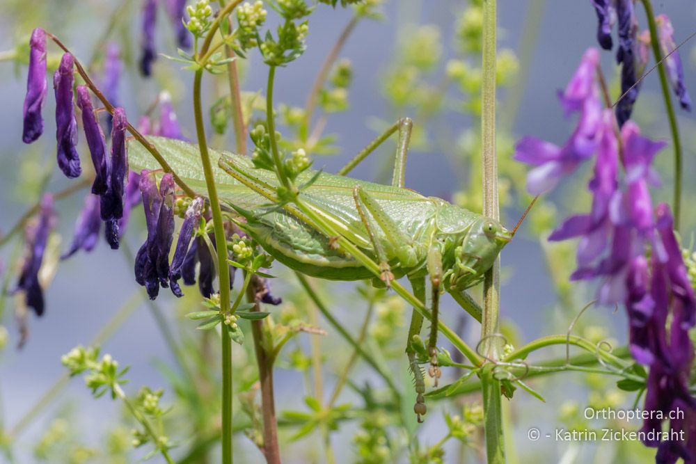 Alle suchen Tettigonia caudata, die hier vorkommt; ich finde nur Tettigonia viridissima, ♂ - HR, Istrien, Mutvoran, 20.06.2016