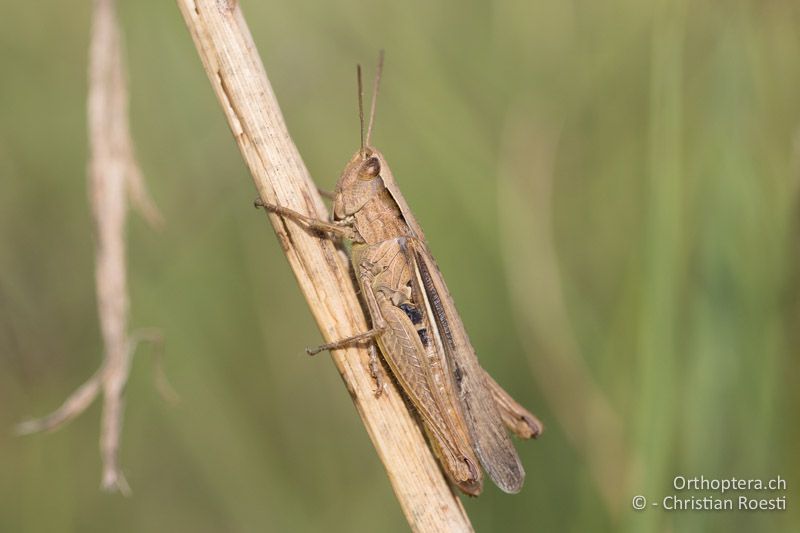 Chorthippus dichrous ♀ - HU, Bács-Kiskun, Fülöpháza, 08.07.2017